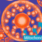 mitochondrial dysfunction therapy
