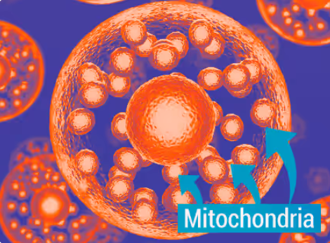 mitochondrial dysfunction therapy