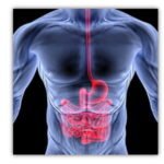 The Fat Burning Kitchen: An Advanced Nutritional Framework for Metabolic Reprogramming