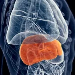 liver health