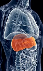 liver health