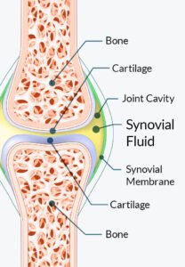 JointCare Plus: An Integrative Scientific Framework for Sustaining&hellip;