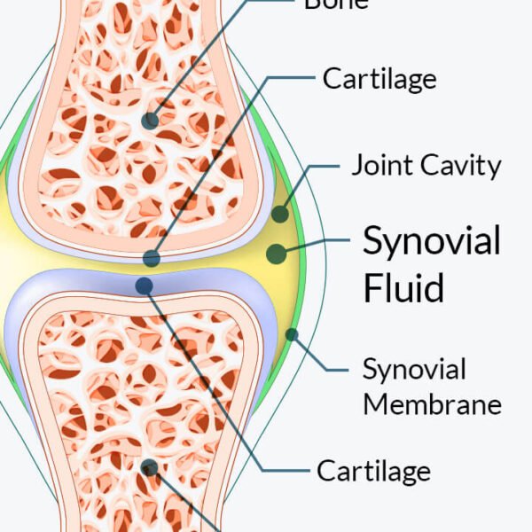 JointCare Plus: An Integrative Scientific Framework for Sustaining&hellip;